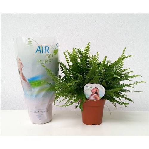 Nephrolepsis Green Lady ASP T12 H035