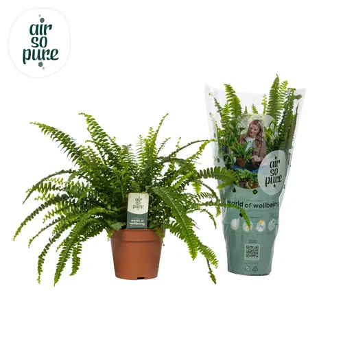 Nephrolepsis Green Lady ASP T12 H035