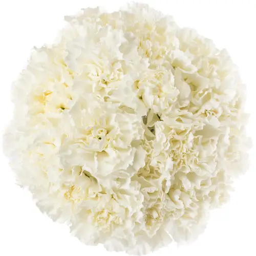 Nelke weiss Delphi 70cm Weihnachten