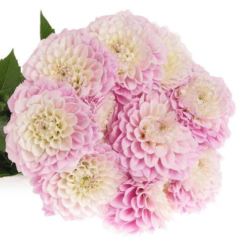 Dahlia rosa hell Sweet 50cm