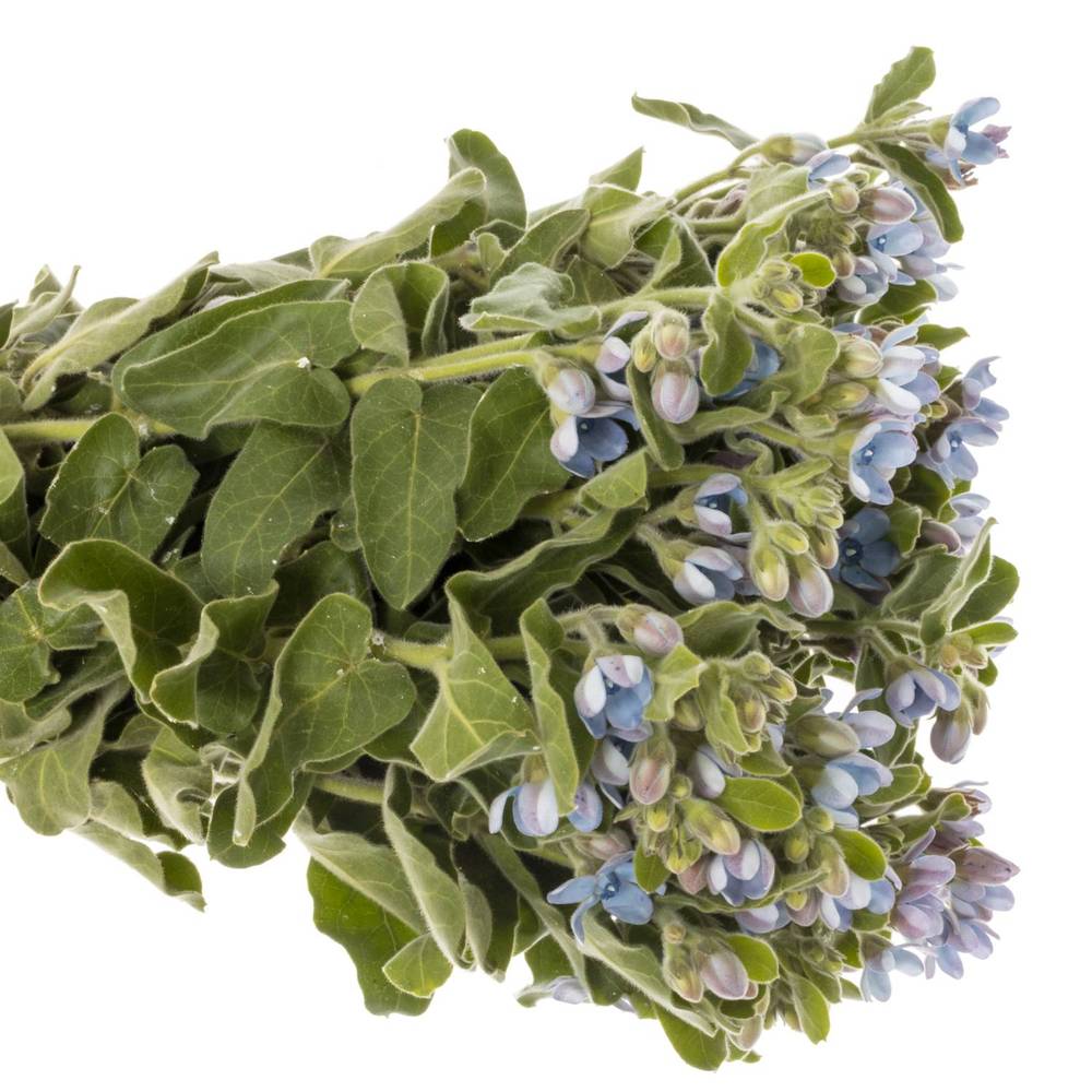 Oxypetalum blau 55cm x40