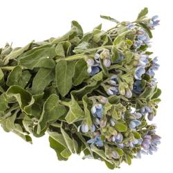 Oxypetalum blau 55cm x40