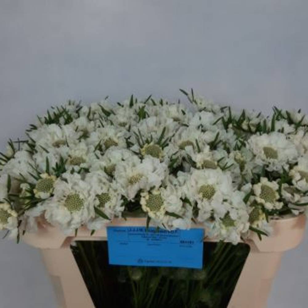 Scabiosa weiss midsummer snow 60cm
