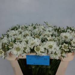 Scabiosa weiss midsummer snow 60cm