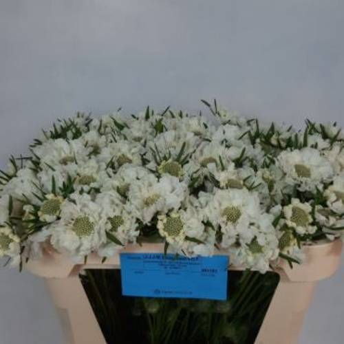 Scabiosa weiss midsummer snow 60cm
