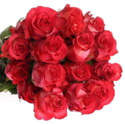 Rose rot/creme Iguazu (Ec) 60cm