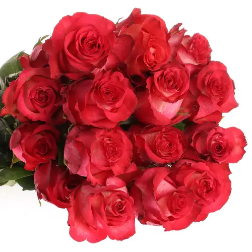 Rose rot/creme Iguazu (Ec) 60cm