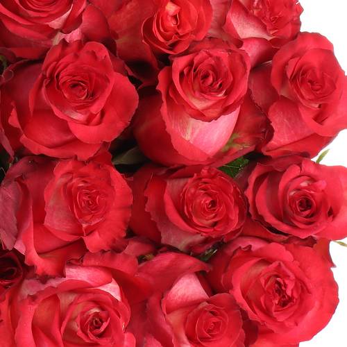 Rose rot/creme Iguazu (Ec) 60cm