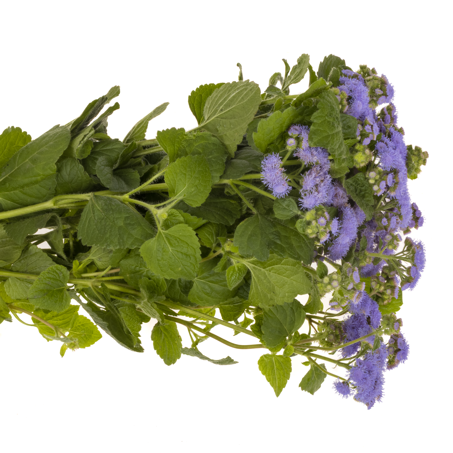 Ageratum lila Blue Planet 75cm