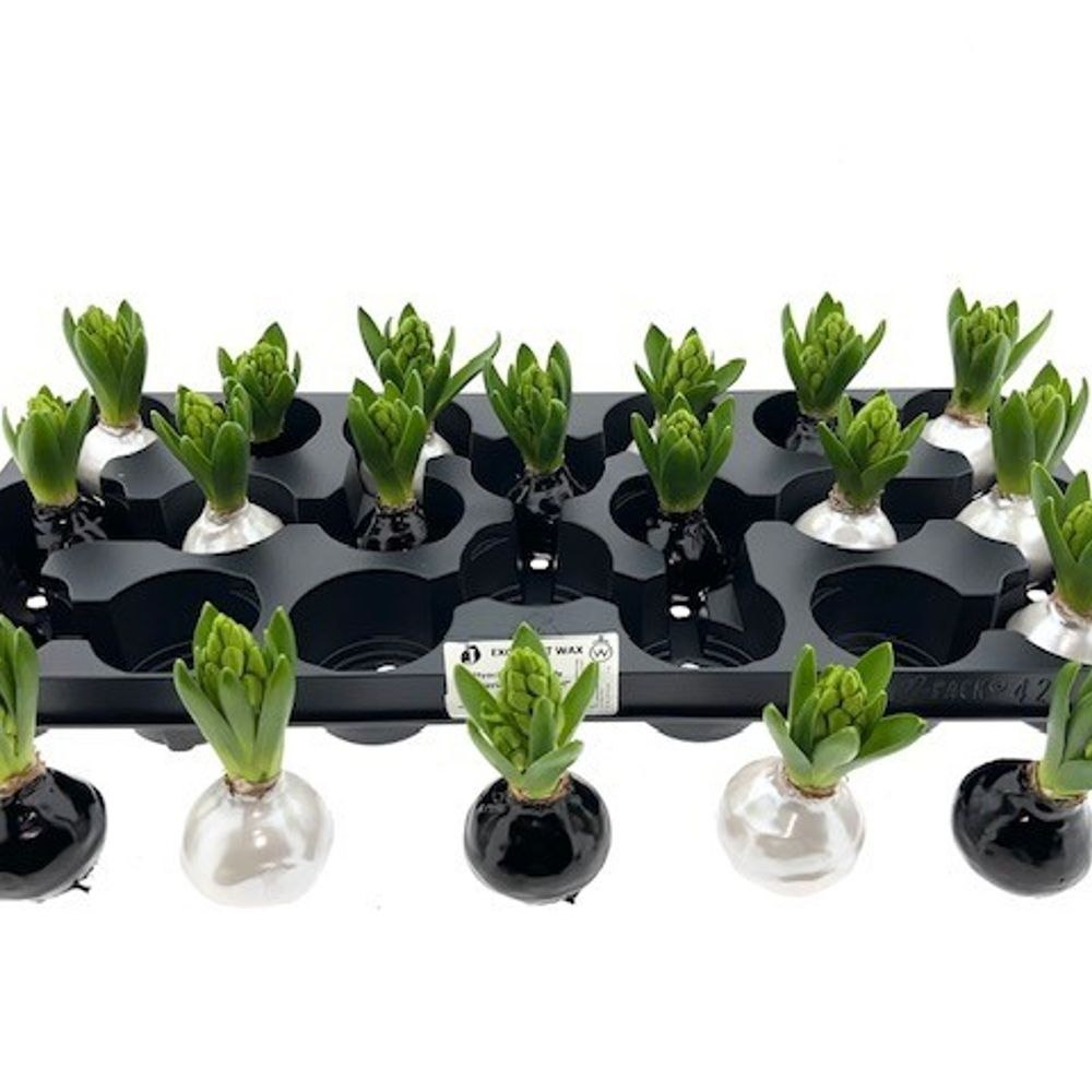 Hyac.Bol Wachs mix Bleack Pearl mix Bl. H8
