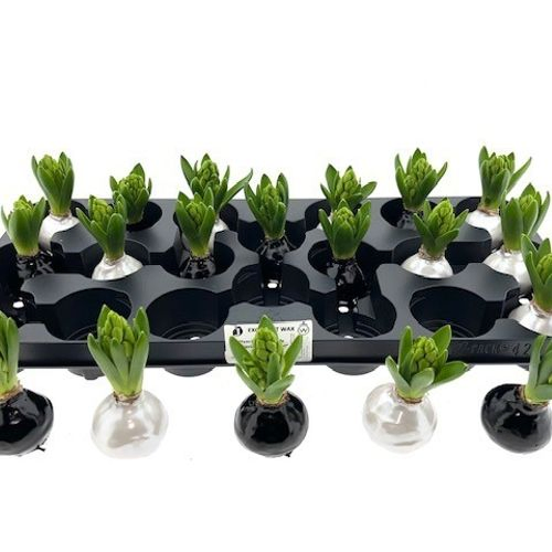 Hyac.Bol Wachs mix Bleack Pearl mix Bl. H8