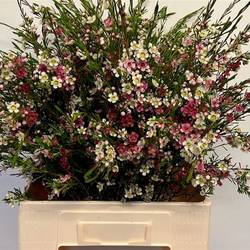 Wachsflower rosa/weiss Dual Star 60 Gramm 70cm