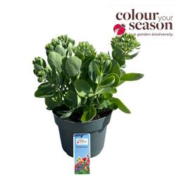 Sedum rosa Surrender T19 H040