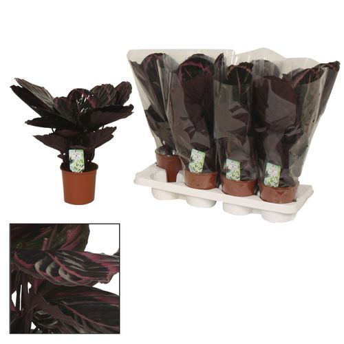 Calathea Surprisestar T14 H40