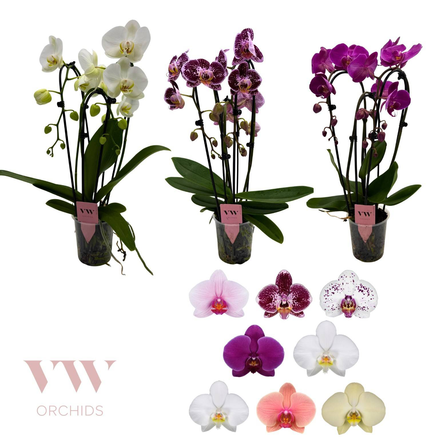 Phal.3-R mix Cascade T12 H45