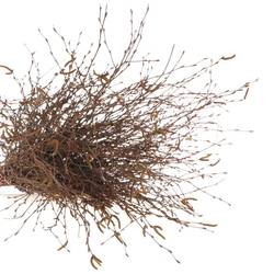 Birke braun Betula 60cm pro Bund