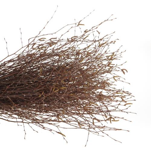 Birke braun Betula 60cm pro Bund