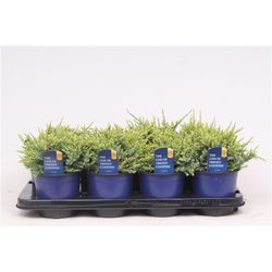 Juniperus Squamata Holger T13 H020