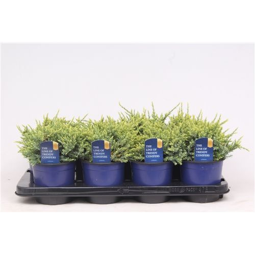 Juniperus Squamata Holger T13 H020