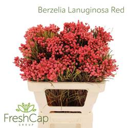Berzelia rot gefärbt 50cm