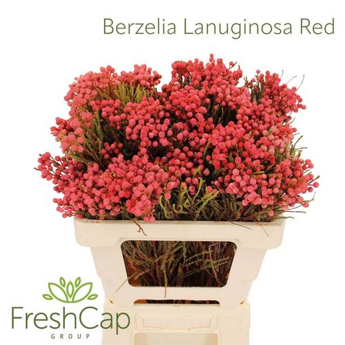 Berzelia rot gefärbt 50cm