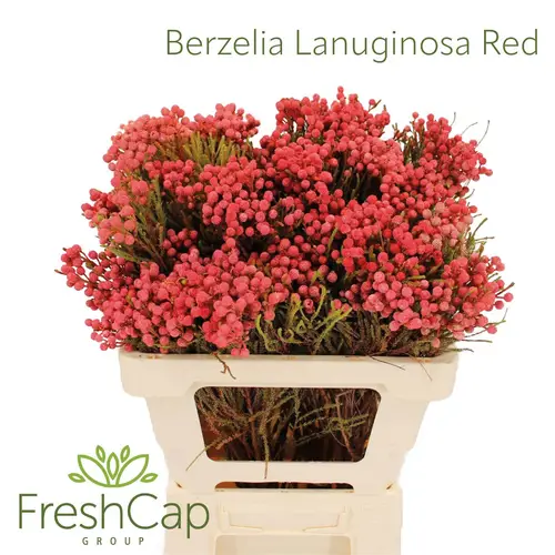 Berzelia rot gefärbt 50cm