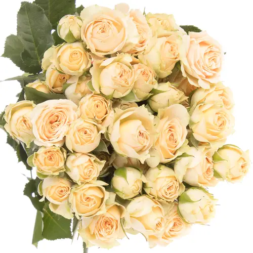Rose verzweigt apricot Axana 5+Blüte 50cm