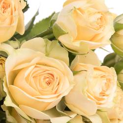 Rose verzweigt apricot Axana 5+Blüte 50cm