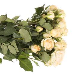 Rose verzweigt apricot Axana 5+Blüte 50cm
