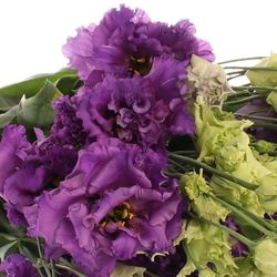 Lisianthus violett Alissa 5+Blüte 70cm