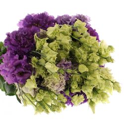 Lisianthus violett Alissa 5+Blüte 70cm