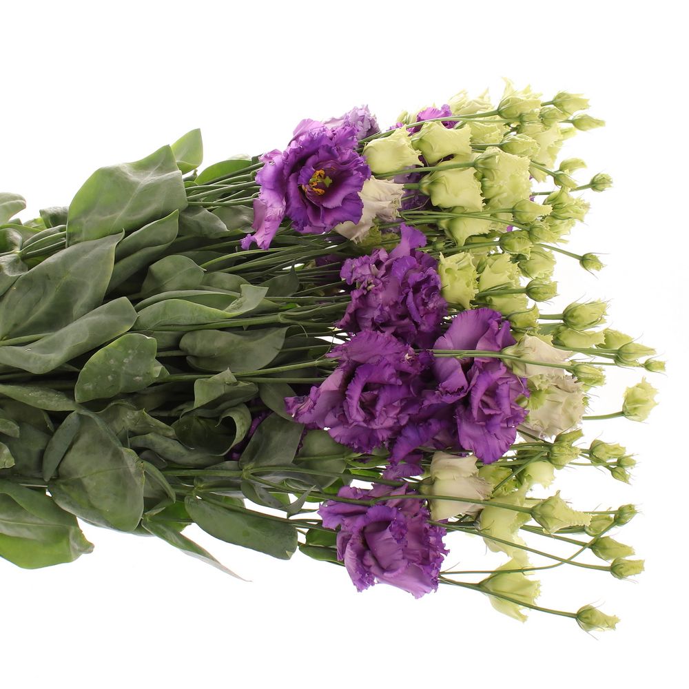 Lisianthus violett Alissa 5+Blüte 70cm
