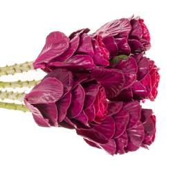 Zierkohl cerise Wax 60cm