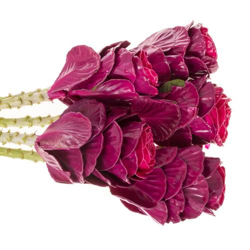 Zierkohl cerise Wax 60cm