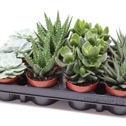Succulenten Mix SuPure T08,5 H010
