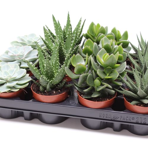 Succulenten Mix SuPure T08,5 H010