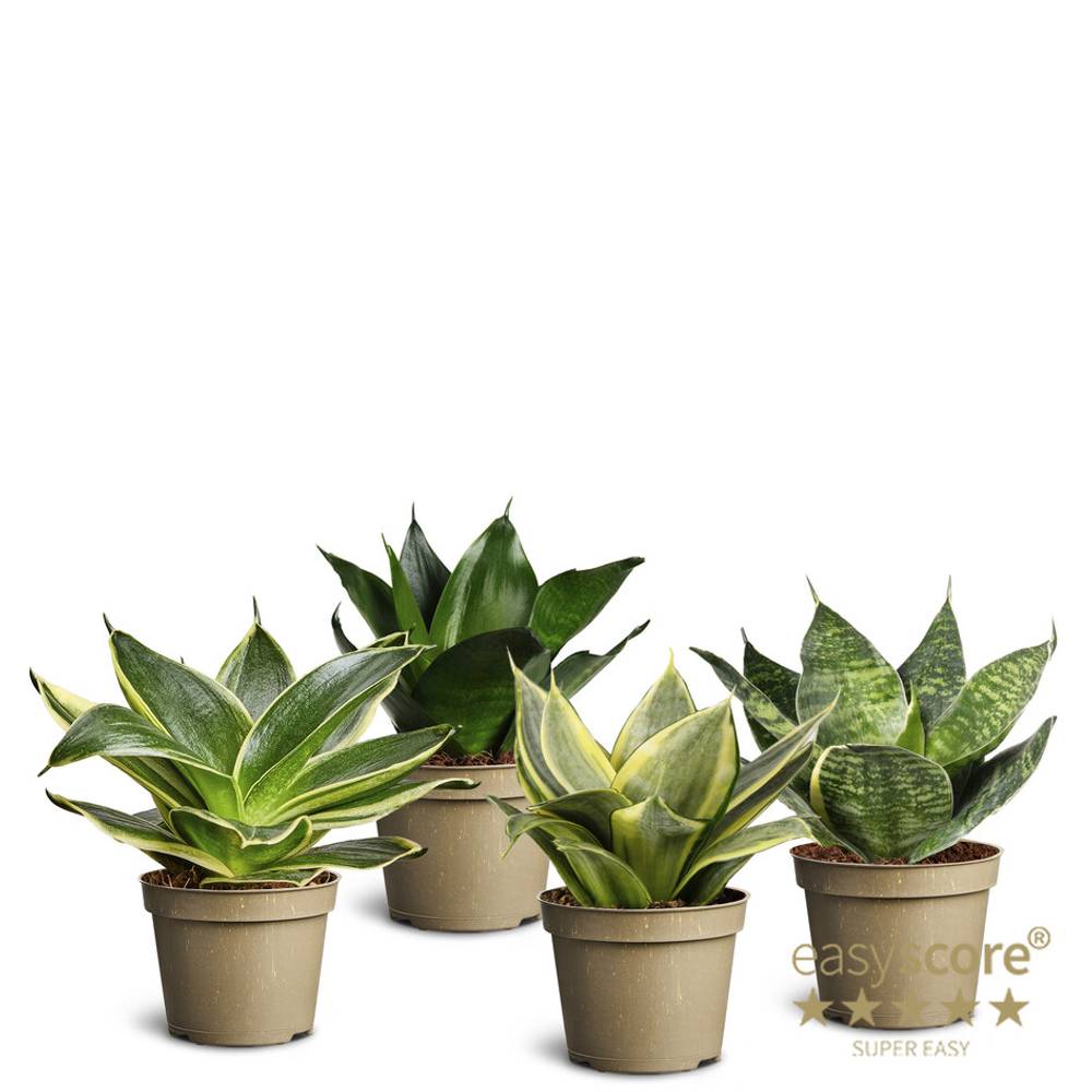 Sansevieria mix T06 H12