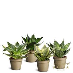 Sansevieria mix T06 H12