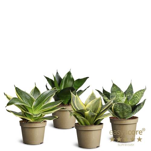 Sansevieria mix T06 H12