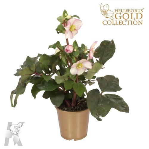 Helleb.Ice N Picotee Gold Topf T15 H060