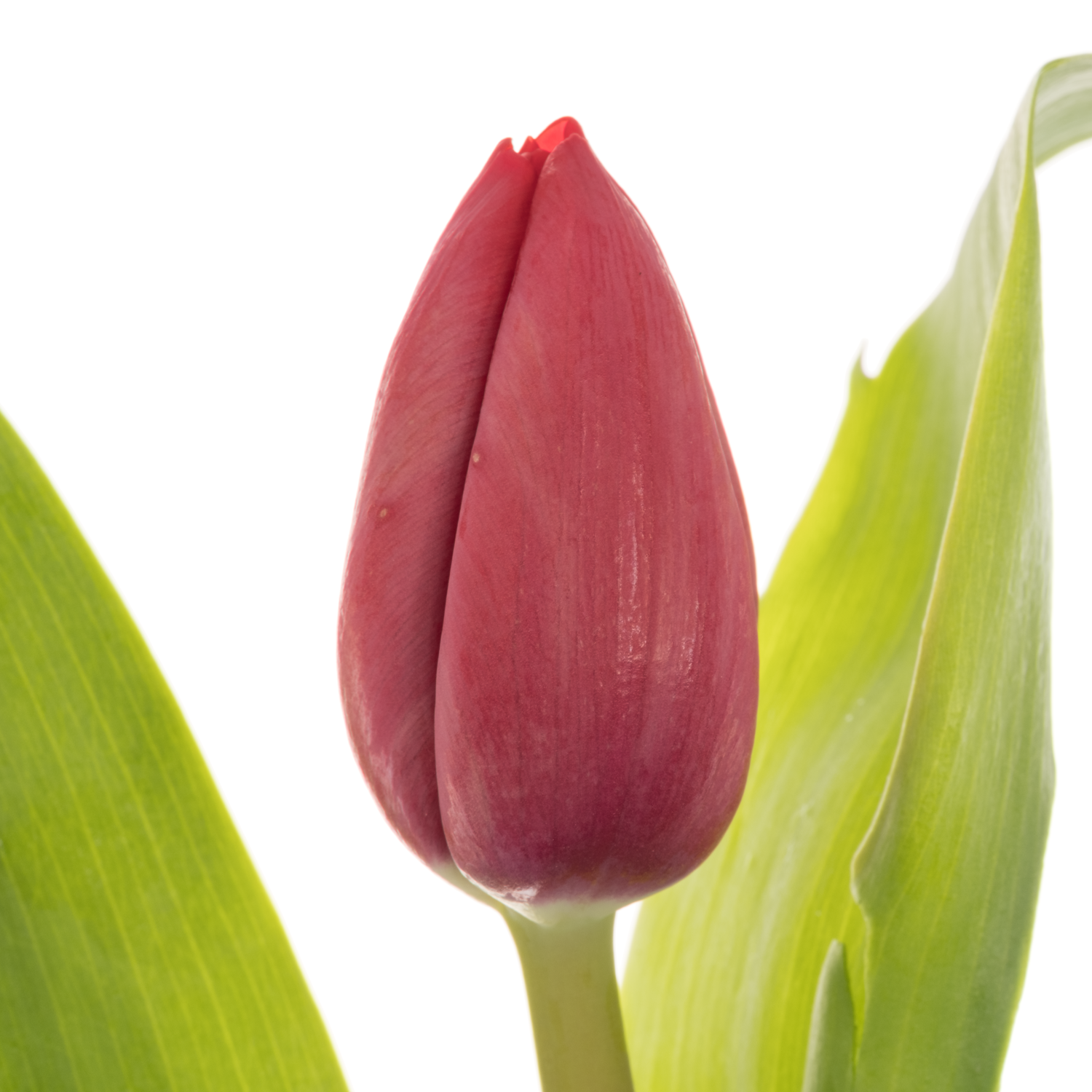 Tulpe rot Peu de Feu 42 Gramm