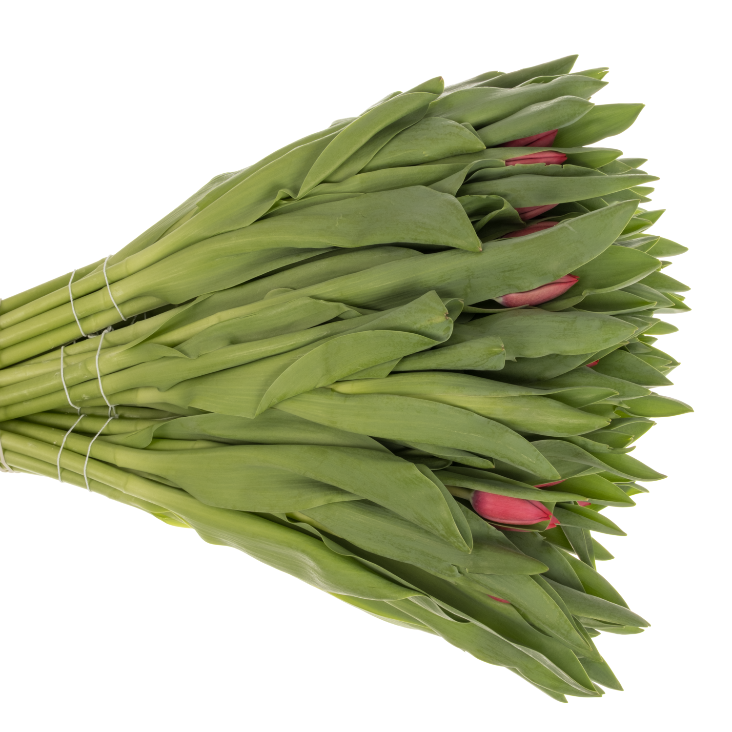 Tulpe rot Peu de Feu 42 Gramm