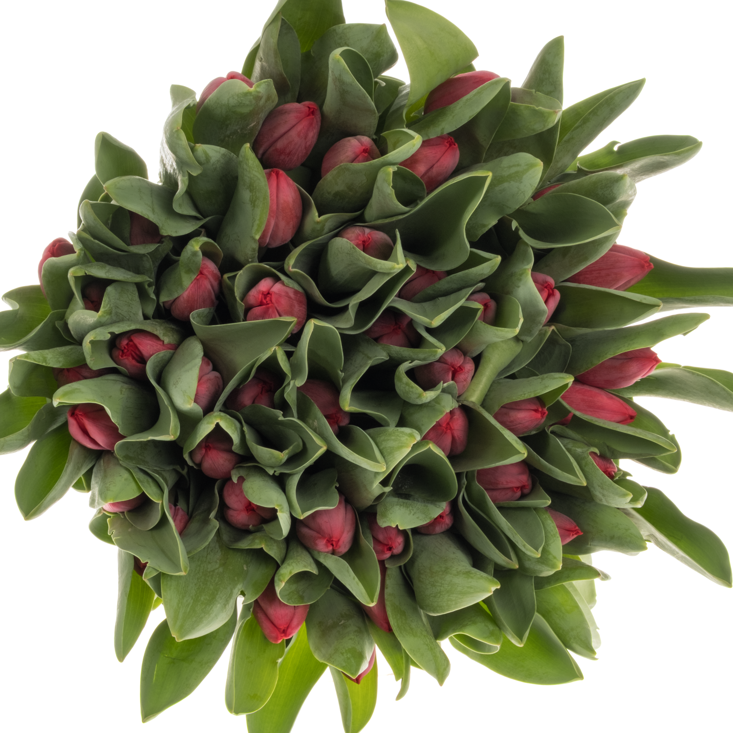 Tulpe rot Peu de Feu 42 Gramm