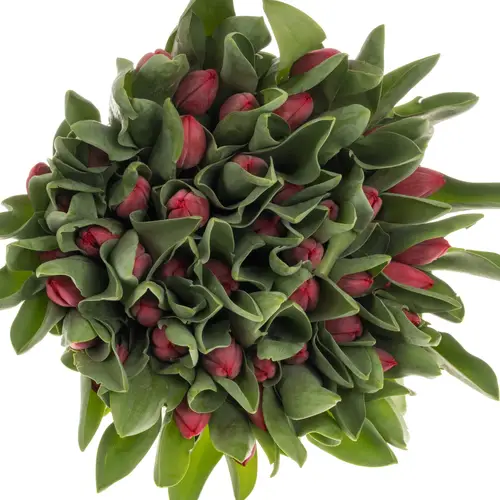 Tulpe rot Peu de Feu 42 Gramm