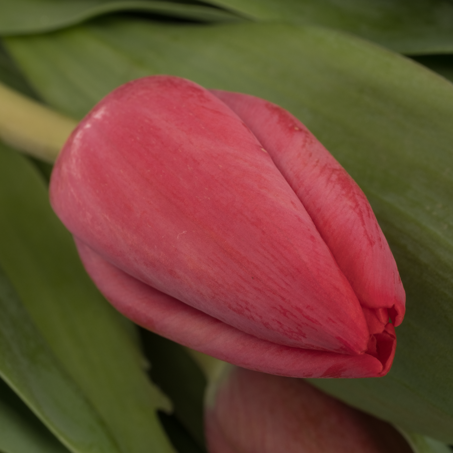 Tulpe rot Peu de Feu 42 Gramm