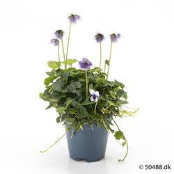 Viola Hederacea T05,5 H011