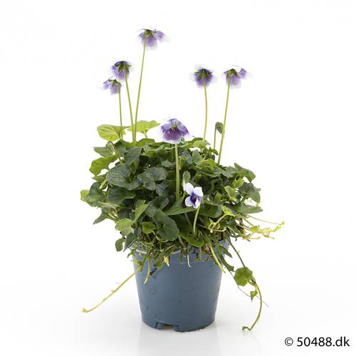 Viola Hederacea T05,5 H011