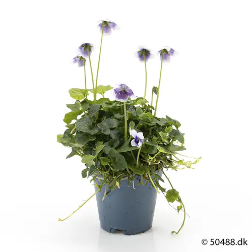 Viola Hederacea T05,5 H011