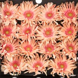 Gerbera lachs Pasta Rosata