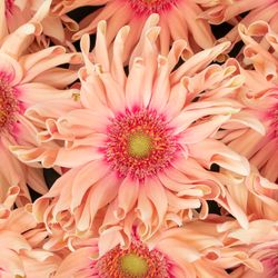 Gerbera lachs Pasta Rosata